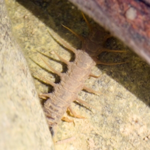 Archichauliodes sp. (genus) at Bungonia, NSW - 1 Oct 2023