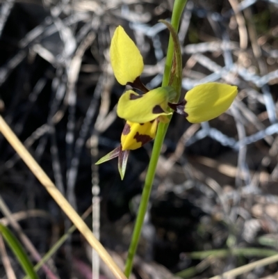 Diuris sulphurea (Tiger Orchid) at Brindabella, NSW - 6 Oct 2023 by Ned_Johnston