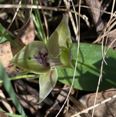 Chiloglottis valida (Large Bird Orchid) at Brindabella, NSW - 7 Oct 2023 by NedJohnston