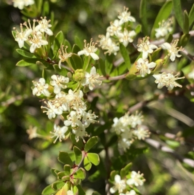 Micrantheum hexandrum (Box Micrantheum) at Cotter River, ACT - 7 Oct 2023 by Ned_Johnston