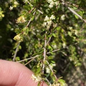 Micrantheum hexandrum at Cotter River, ACT - 7 Oct 2023 12:33 PM