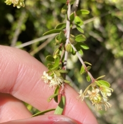 Micrantheum hexandrum at Cotter River, ACT - 7 Oct 2023 12:33 PM