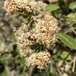 Pomaderris eriocephala at Cotter River, ACT - 7 Oct 2023 12:35 PM