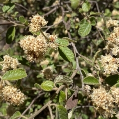 Pomaderris eriocephala at Cotter River, ACT - 7 Oct 2023 12:35 PM