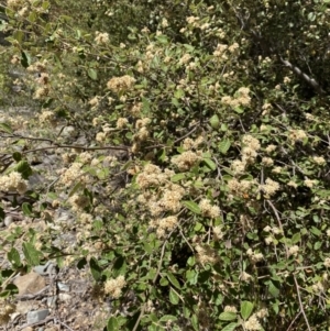 Pomaderris eriocephala at Cotter River, ACT - 7 Oct 2023 12:35 PM