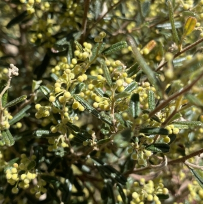 Pomaderris angustifolia (Pomaderris) at Cotter River, ACT - 7 Oct 2023 by Ned_Johnston