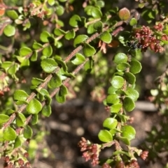 Leionema lamprophyllum subsp. obovatum (Shiny Phebalium) at Namadgi National Park - 7 Oct 2023 by Ned_Johnston