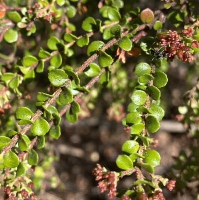 Leionema lamprophyllum subsp. obovatum (Shiny Phebalium) at Cotter River, ACT - 7 Oct 2023 by NedJohnston