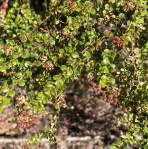 Leionema lamprophyllum subsp. obovatum at Cotter River, ACT - suppressed