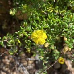 Hibbertia ericifolia subsp. ericifolia (A Guinea Flower) at Cotter River, ACT - 7 Oct 2023 by NedJohnston