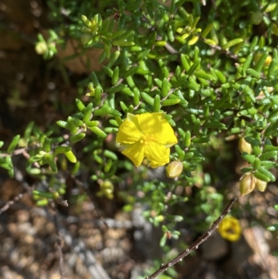 Hibbertia ericifolia subsp. ericifolia (A Guinea Flower) at Cotter River, ACT - 7 Oct 2023 by NedJohnston