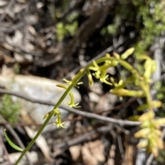 Stackhousia viminea (Slender Stackhousia) at Cotter River, ACT - 7 Oct 2023 by Ned_Johnston