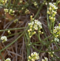 Choretrum pauciflorum (Dwarf Sour Bush) at Namadgi National Park - 7 Oct 2023 by Ned_Johnston