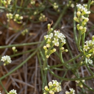 Choretrum pauciflorum at Cotter River, ACT - 7 Oct 2023 12:49 PM