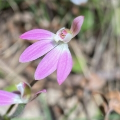 Caladenia carnea (Pink Fingers) at Cotter River, ACT - 7 Oct 2023 by Ned_Johnston