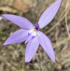 Glossodia major at Cotter River, ACT - suppressed