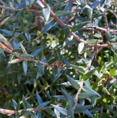 Acrotriche leucocarpa at Cotter River, ACT - 7 Oct 2023