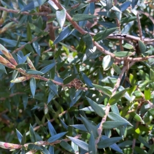 Acrotriche leucocarpa at Cotter River, ACT - 7 Oct 2023