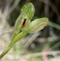 Bunochilus montanus (ACT) = Pterostylis jonesii (NSW) (Montane Leafy Greenhood) at Cotter River, ACT - 7 Oct 2023 by NedJohnston