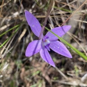 Glossodia major at Canberra Central, ACT - 8 Oct 2023