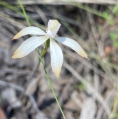 Caladenia ustulata (Brown Caps) at Canberra Central, ACT - 8 Oct 2023 by NedJohnston