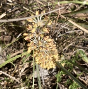 Lomandra multiflora at Canberra Central, ACT - 9 Oct 2023