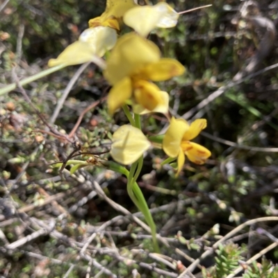 Diuris nigromontana (Black Mountain Leopard Orchid) at Canberra Central, ACT - 8 Oct 2023 by Jenny54