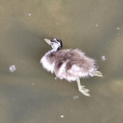 Chenonetta jubata (Australian Wood Duck) at Commonwealth & Kings Parks - 9 Oct 2023 by AaronClausen