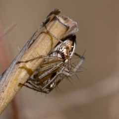 Oxyopes sp. (genus) (Lynx spider) at Higgins, ACT - 7 Oct 2023 by Untidy