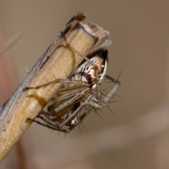 Oxyopes (genus) (Lynx spider) at Higgins, ACT - 7 Oct 2023 by Untidy