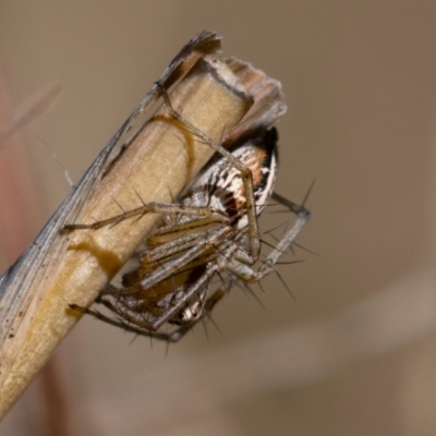 Oxyopes sp. (genus) (Lynx spider) at Higgins, ACT - 7 Oct 2023 by Untidy