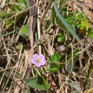 Geranium retrorsum at Tuggeranong, ACT - 9 Oct 2023