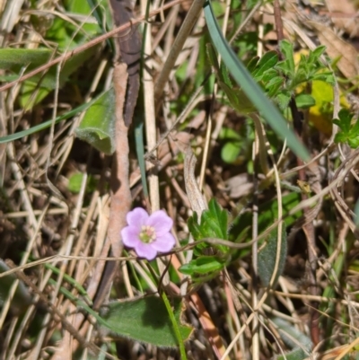 Geranium retrorsum (Grassland Cranesbill) at Tuggeranong, ACT - 9 Oct 2023 by HelenCross