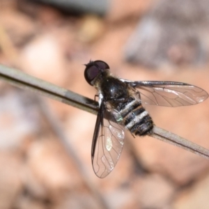 Villa sp. (genus) at Queanbeyan East, NSW - 7 Oct 2023 11:40 AM