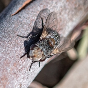 Tachinidae (family) at Higgins, ACT - 7 Oct 2023 04:35 PM