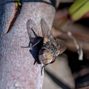 Tachinidae (family) at Higgins, ACT - 7 Oct 2023