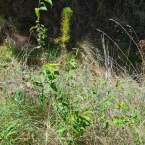 Prunus persica at Isaacs, ACT - 9 Oct 2023