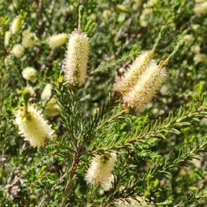 Melaleuca parvistaminea at Isaacs, ACT - 9 Oct 2023 12:25 PM