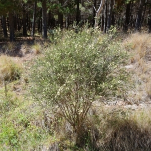 Melaleuca parvistaminea at Isaacs, ACT - 9 Oct 2023