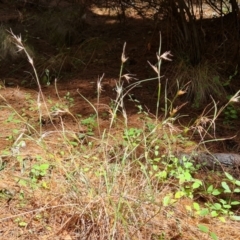 Themeda triandra (Kangaroo Grass) at Isaacs, ACT - 9 Oct 2023 by Mike