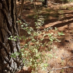 Pittosporum tenuifolium (Kohuhu) at Isaacs, ACT - 9 Oct 2023 by Mike