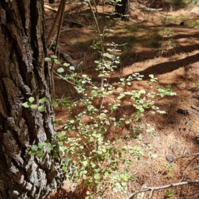 Pittosporum tenuifolium (Kohuhu) at Isaacs, ACT - 9 Oct 2023 by Mike