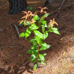 Photinia serratifolia at Isaacs, ACT - 9 Oct 2023