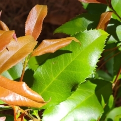 Photinia serratifolia at Isaacs, ACT - 9 Oct 2023