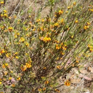 Dillwynia sericea at Isaacs, ACT - 9 Oct 2023 11:35 AM