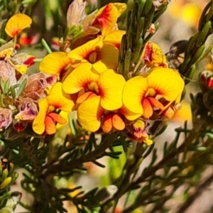 Dillwynia sericea at Isaacs, ACT - 9 Oct 2023 11:35 AM