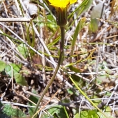 Hypochaeris glabra at Tuggeranong, ACT - 9 Oct 2023