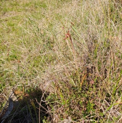 Luzula sp. (Woodrush) at Wanniassa Hill - 9 Oct 2023 by LPadg