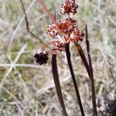 Luzula sp. at Tuggeranong, ACT - 9 Oct 2023 11:05 AM