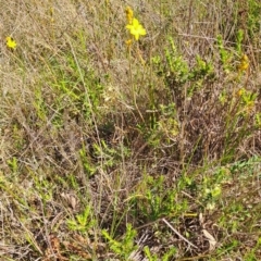 Bulbine bulbosa (Golden Lily) at Tuggeranong, ACT - 8 Oct 2023 by LPadg